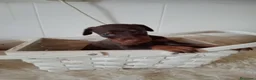 Dobermann perros en venta: Doberman - Anuncio 7