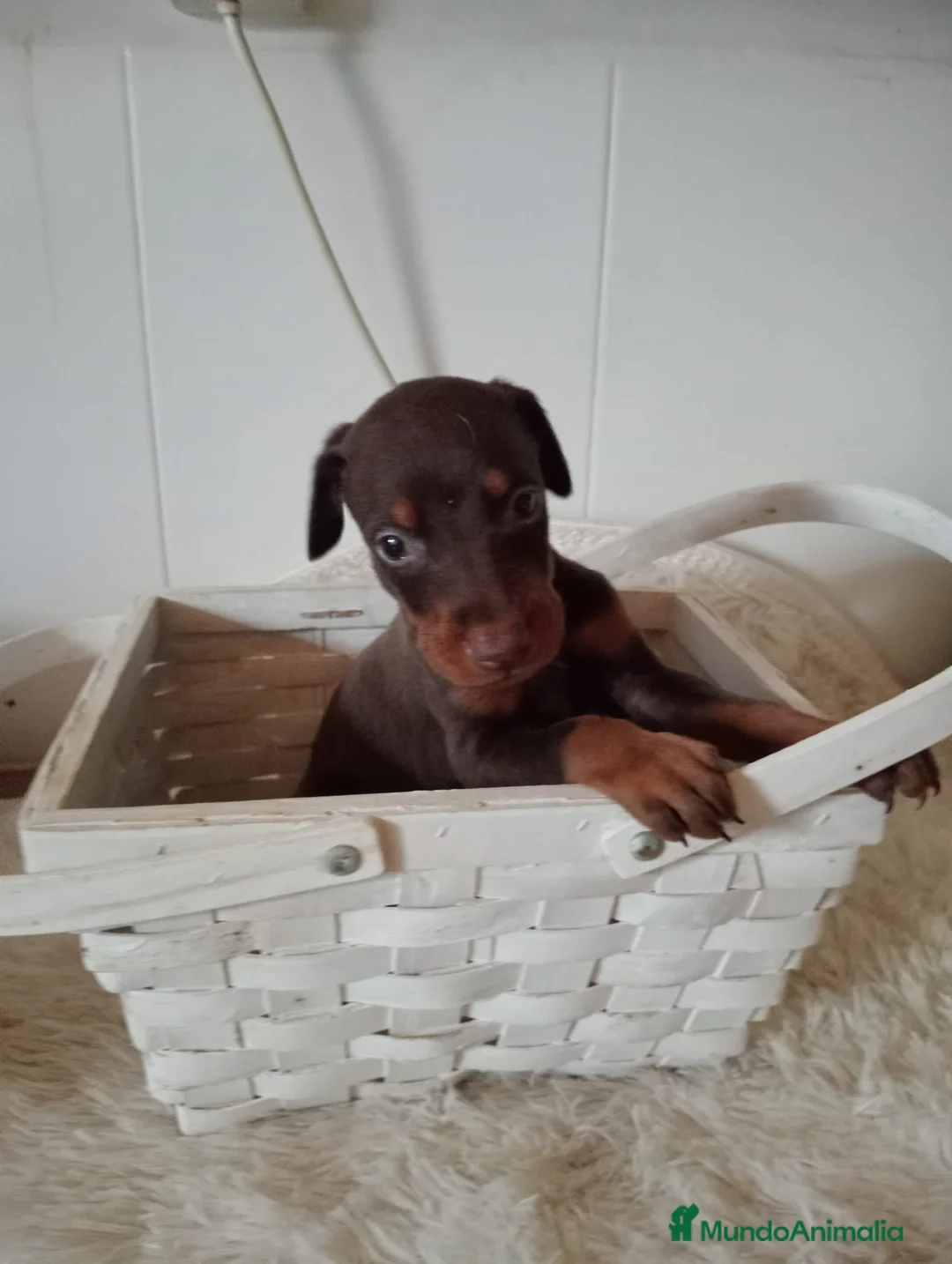 Dobermann perros en venta: Doberman - Anuncio 7