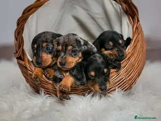 Teckel Miniatura perros TECKEL ARLEQUIN MINIATURA - Anuncio 21