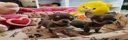 Chihuahua perros en venta: Chihuahua Toy Blue - Anuncio 8