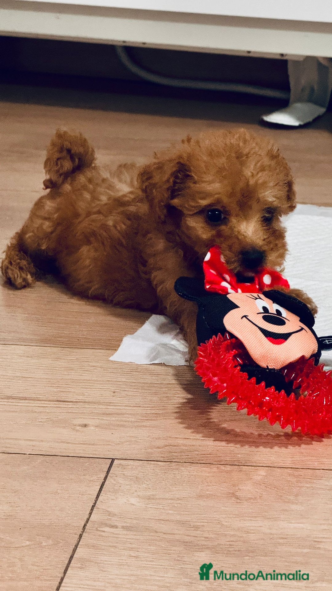 Caniche Toy perros en venta: Cachorritos caniche toy - Imagen 3