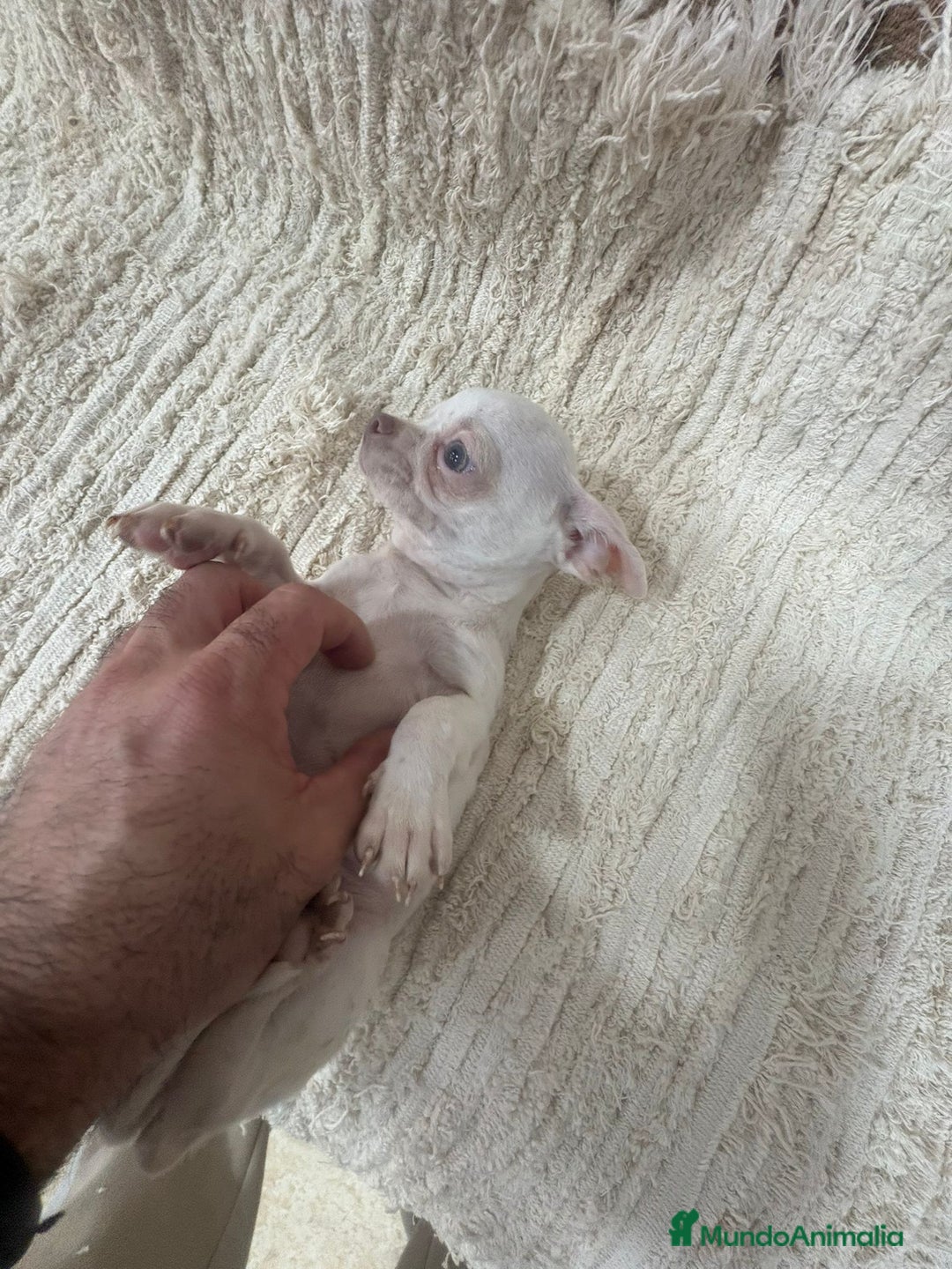 Chihuahua perros en venta: Chihuahua toy  - Anuncio 8