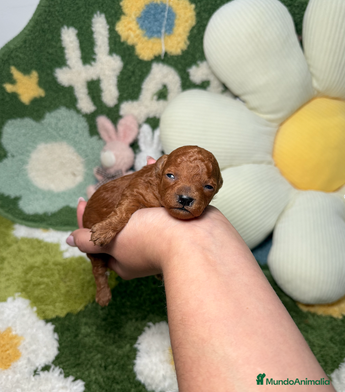 Caniche Toy perros Caniche Teacup Rojo Macho - Anuncio 4