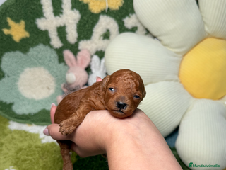 Caniche Toy perros Caniche Teacup Rojo Macho - Anuncio 5