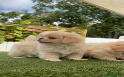 Pekinés perros en venta: PEKINES HEMBRAS - Imagen 5