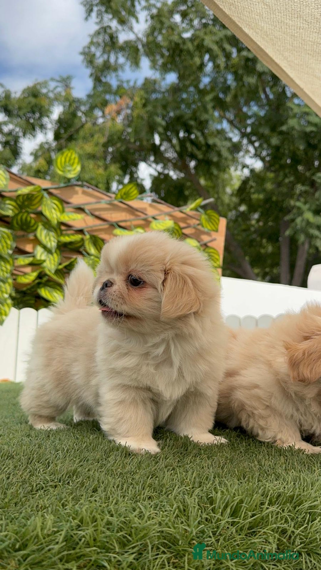Pekinés perros en venta: PEKINES HEMBRAS - Imagen 5