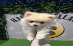 Pomerania perros en venta: BEBE POMERANIA 💙 - Imagen 1