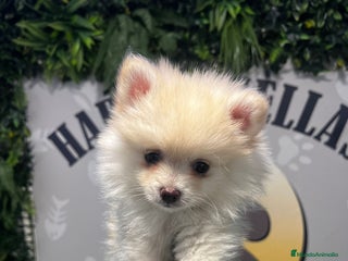 Pomerania perros - Anuncio 27