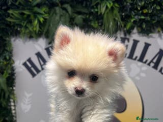 Pomerania perros BEBE POMERANIA 💙 - Anuncio 26