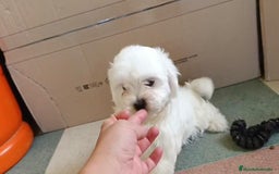 Bichón Maltés perros en venta: Bichon maltés toy  - Imagen 7