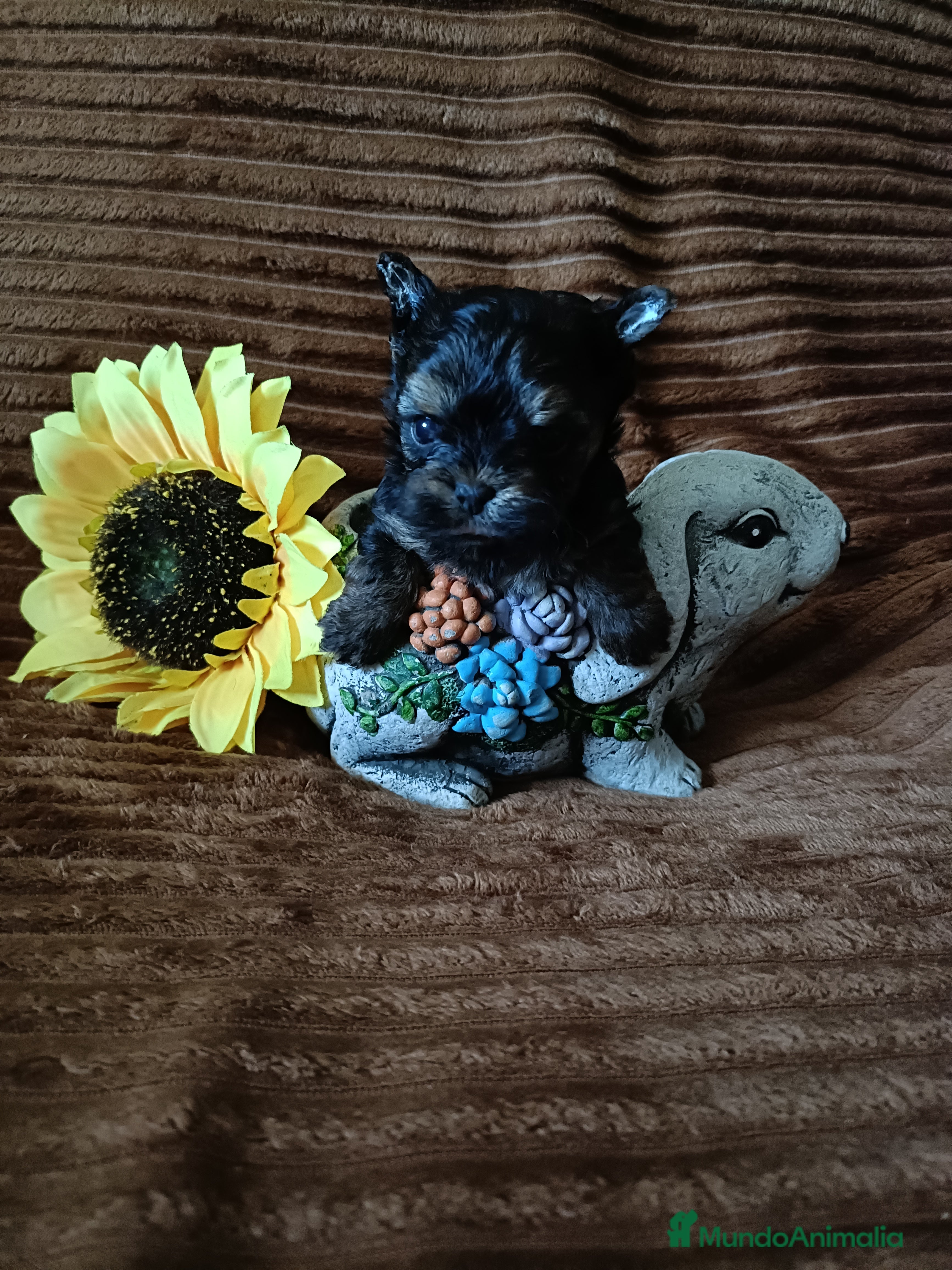 Biewer Yorkshire Terrier a la Pom Pon perros Yorkshire macho y hembra bicolor.  - Anuncio 1