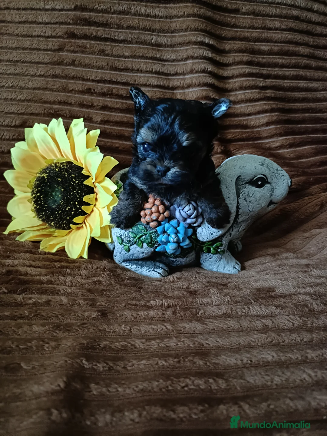 Biewer Yorkshire Terrier a la Pom Pon perros en venta: Yorkshire macho y hembra bicolor.  - Anuncio 1