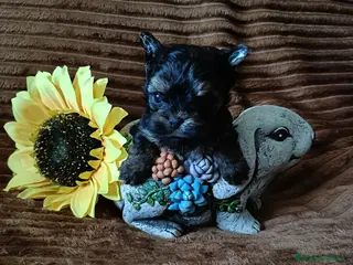 Biewer Yorkshire Terrier a la Pom Pon perros Yorkshire macho y hembra bicolor. - Anuncio 1