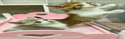 Británico de Pelo Corto gatos en venta: Gatitos británicos  - Anuncio 4