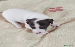 Jack Russell Terrier perros en venta: Jack Russell  - Imagen 10