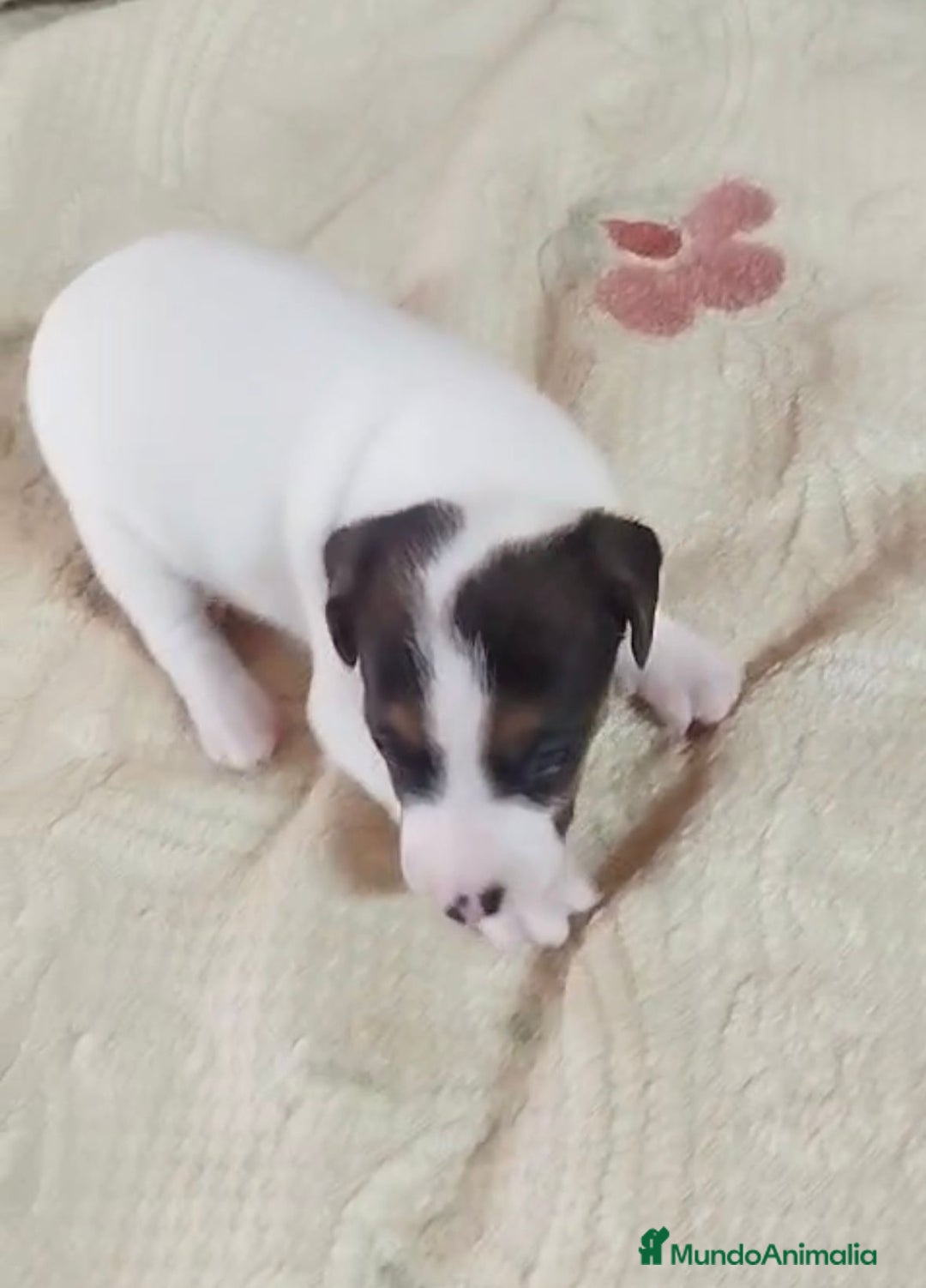 Jack Russell Terrier perros en venta: Jack Russell  - Imagen 10