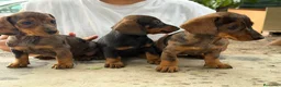 Teckel Miniatura perros en venta: Teckel mini  - Anuncio 7