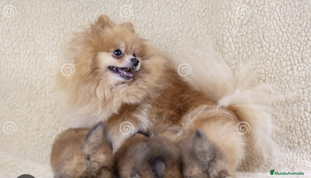 Pomerania perros en venta: Pomerania toy - Anuncio 5