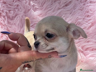 Chihuahua perros - Anuncio 18