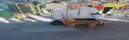 Caniche Toy perros en venta: Camada Caniche Toy - Anuncio 6