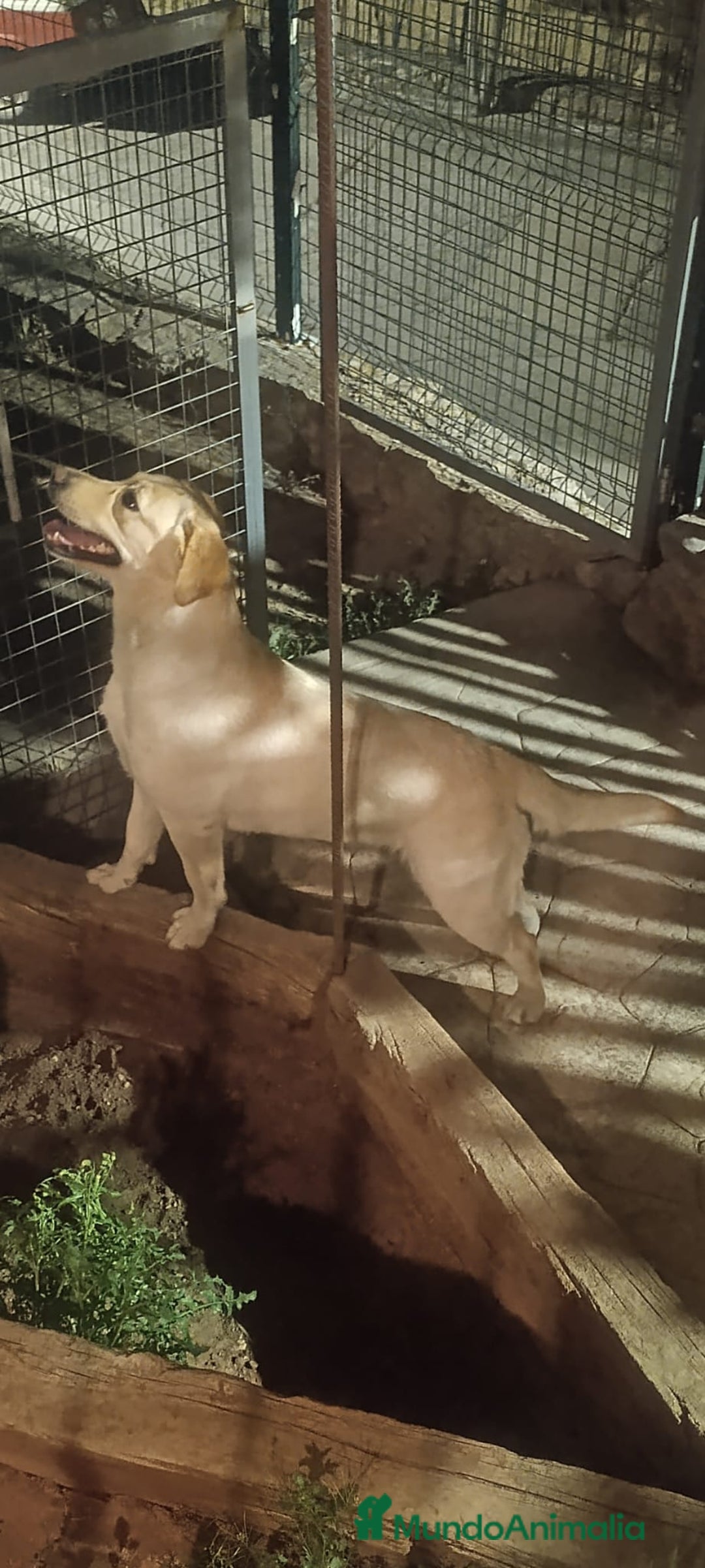 Labrador Retriever perros en venta: PROXIMA CAMADA DE LABRADOR RETRIEVER - Imagen 4