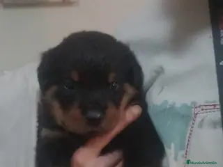 Rottweiler perros El mejor regalo para san Valentín.Rotweiller macho - Anuncio 4