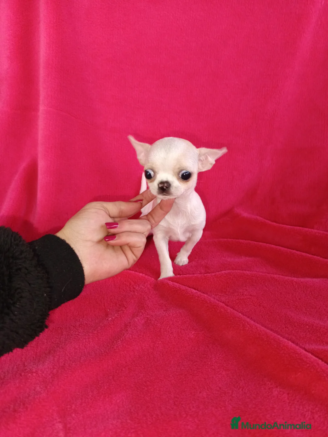 Chihuahua perros en venta: Chihuahua miniatura  en Badajoz - Anuncio 2