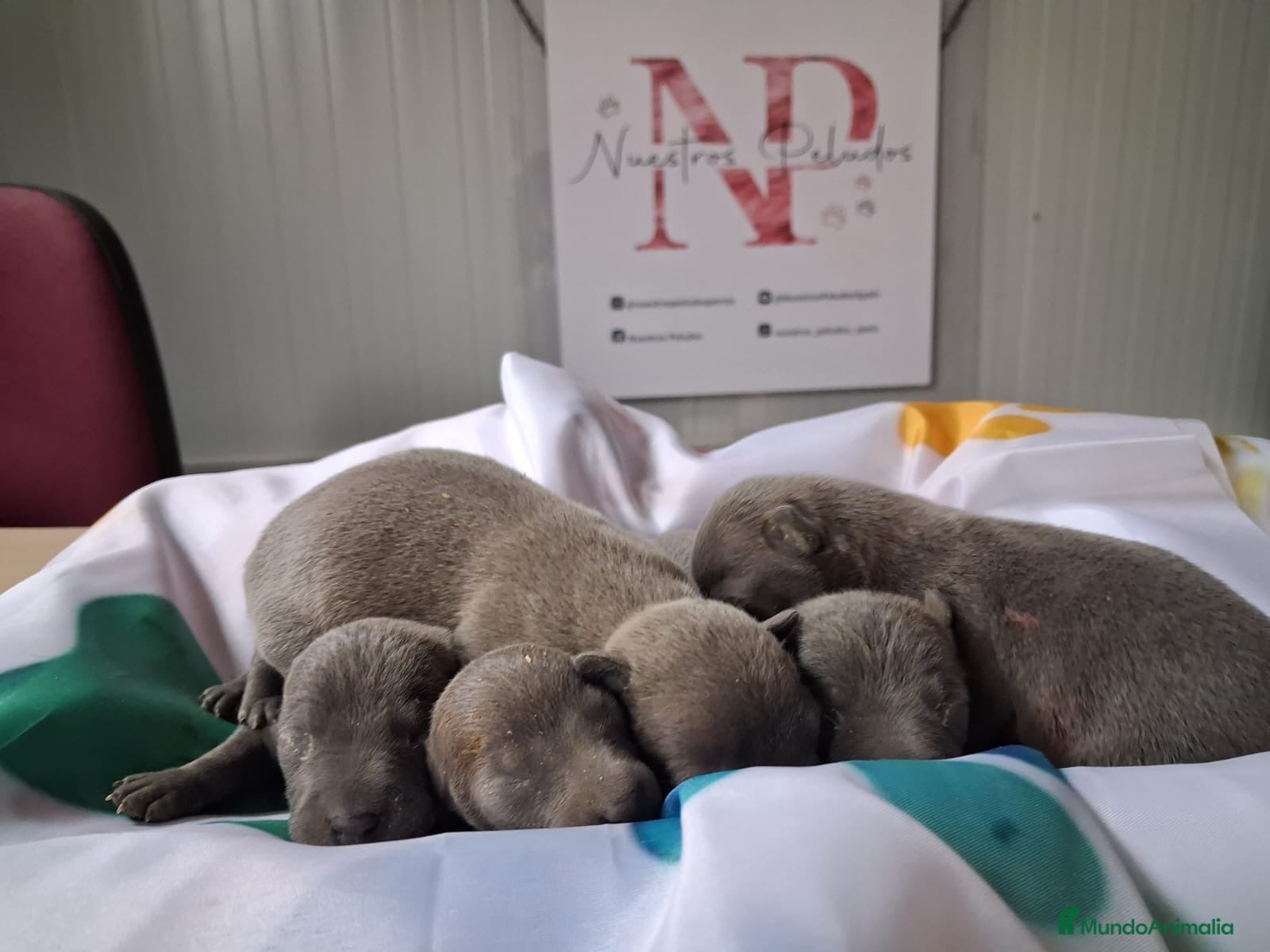 Pequeño Lebrel Italiano perros Lebrel italiano  - Anuncio 1