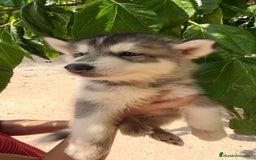 Husky Siberiano perros en venta: Husky siberiano ♀️♂️ - Imagen 2