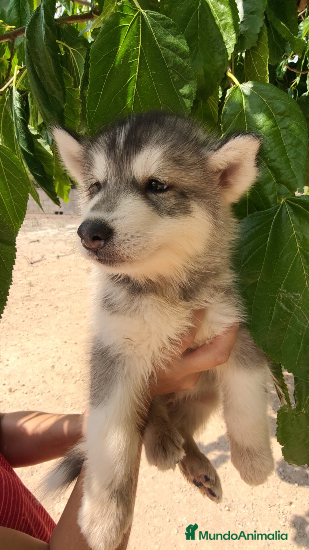 Husky Siberiano perros en venta: Husky siberiano ♀️♂️ - Imagen 2