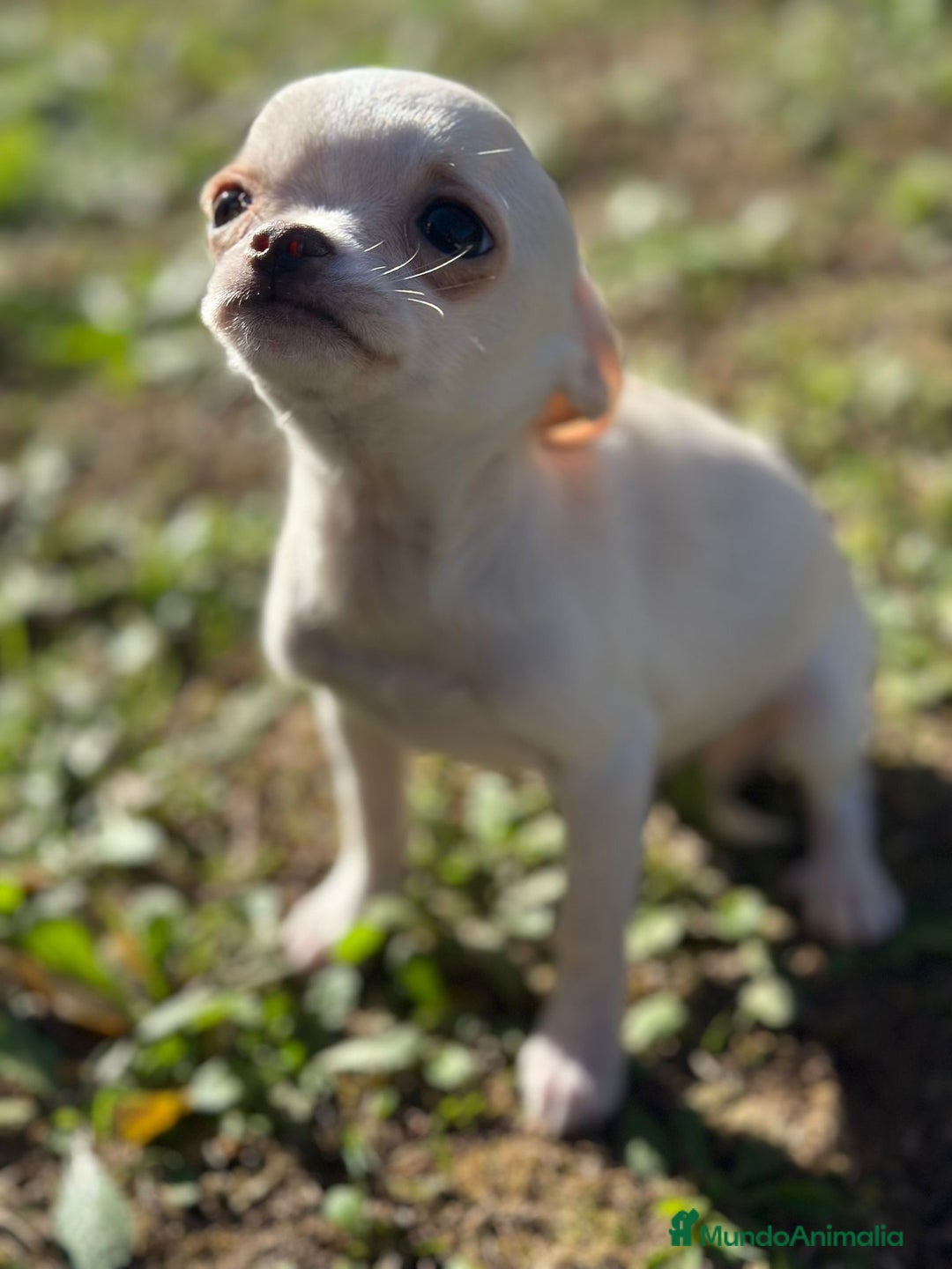 Chihuahua perros en venta:  Chihuahua Microtoy blanco  - Anuncio 6