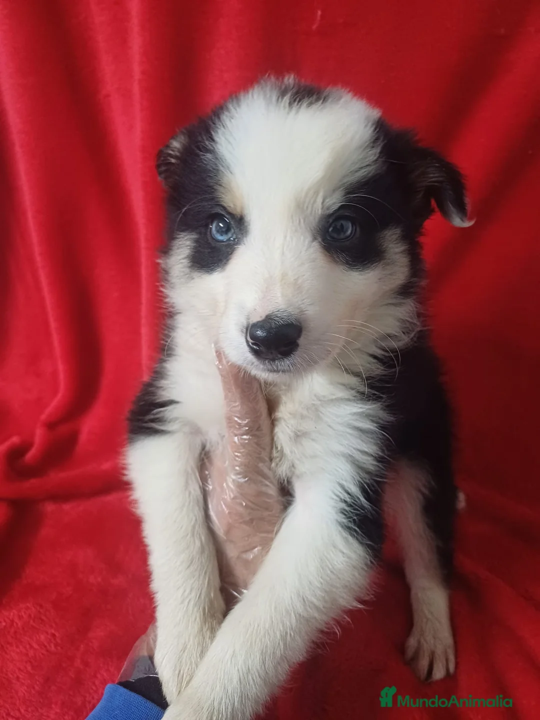 Border Collie perros en venta: Border Collie Blanco y Negro  - Anuncio 1