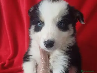 Border Collie perros Border Collie Blanco y Negro - Anuncio 3