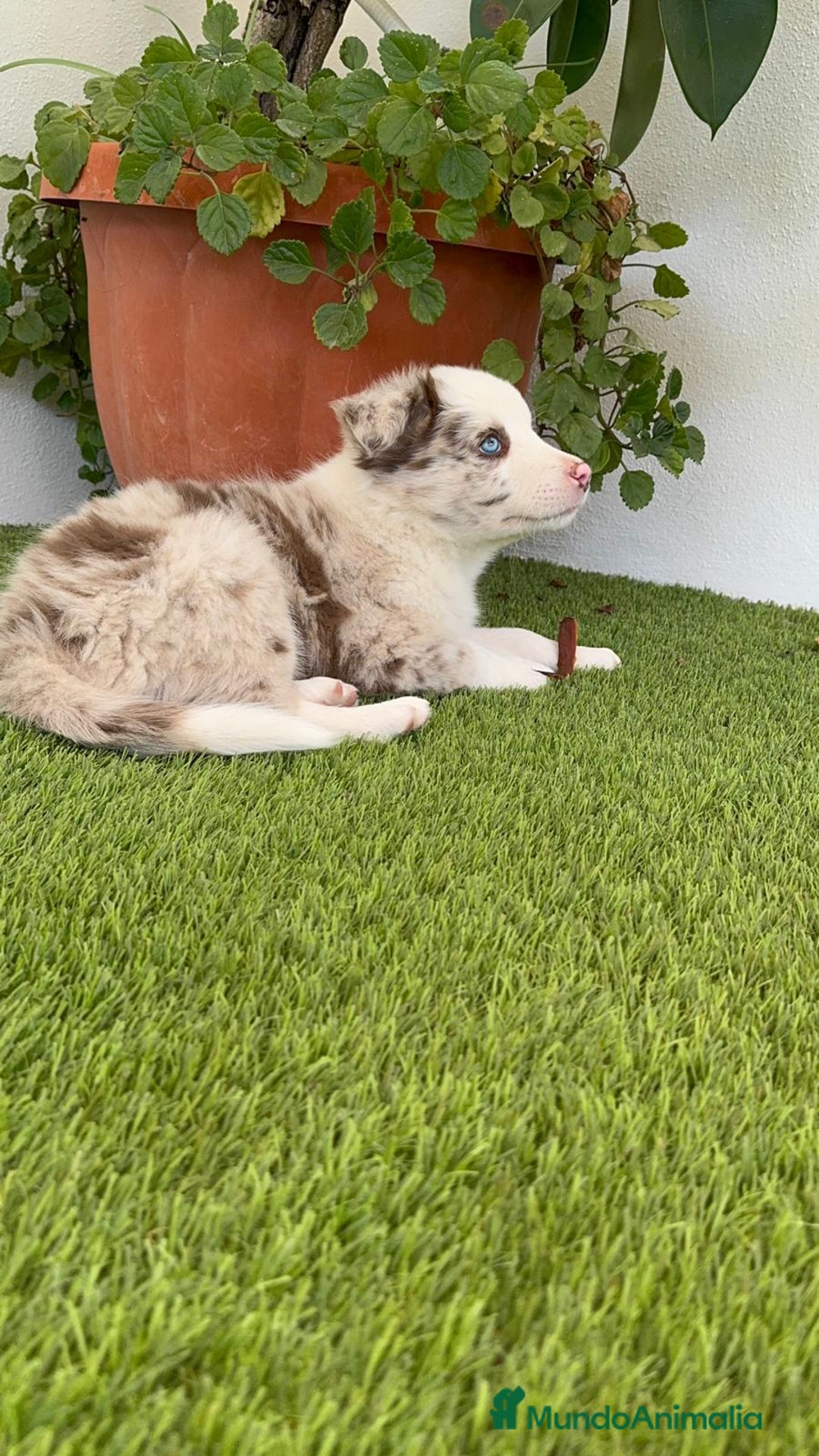 Border Collie perros en venta: BORDER COLLIE MACHO - Imagen 12