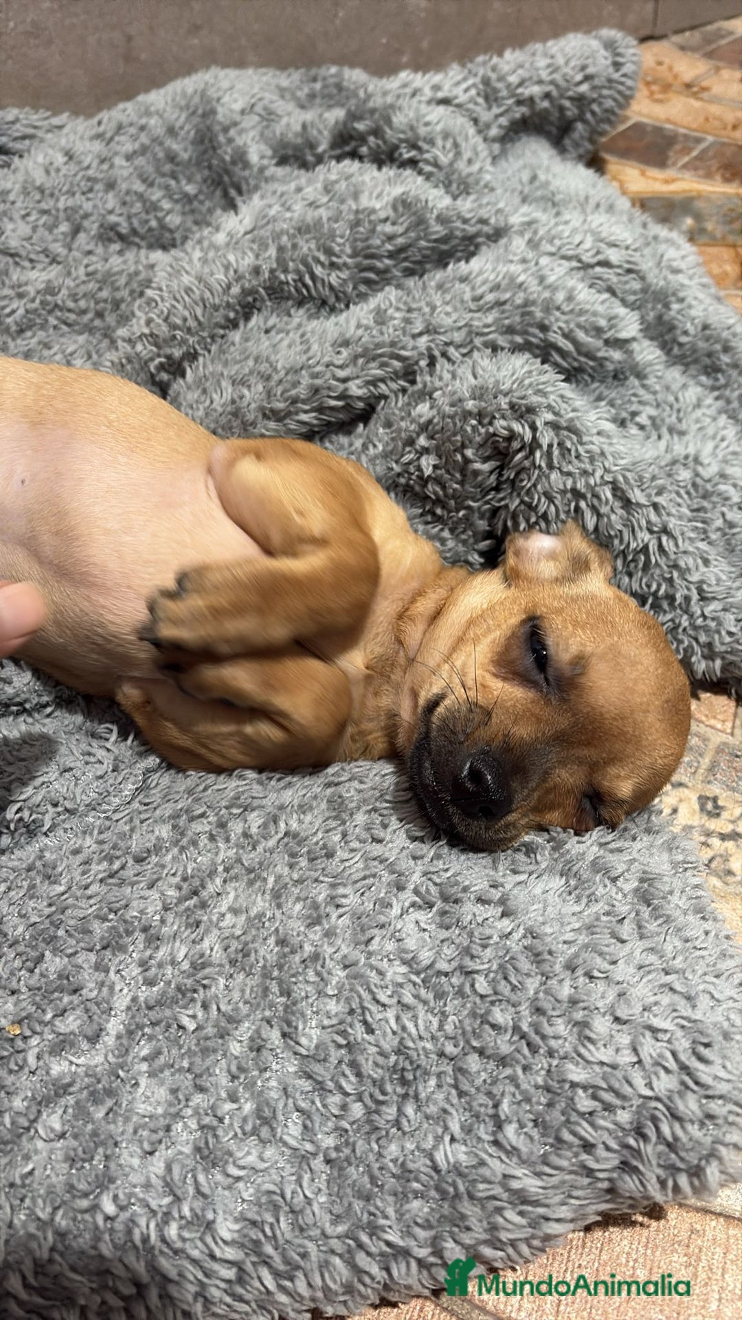 Chihuahua perros en venta: Chihuahua color ciervo  - Anuncio 13