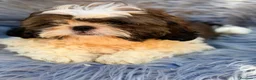 Shih Tzu perros en venta: SHIH TZU MACHO TRICOLOR  - Anuncio 3