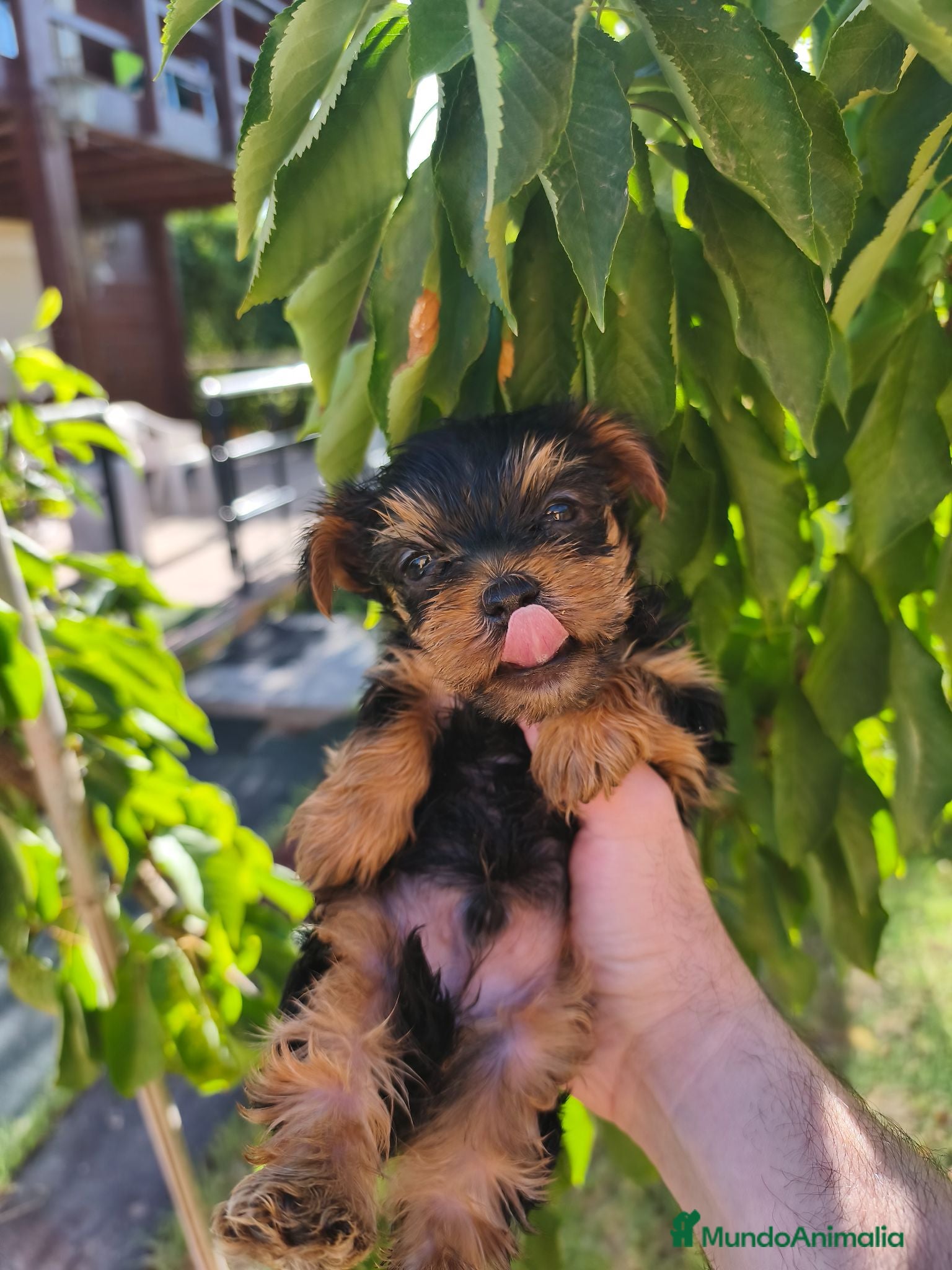 Yorkshire Terrier perros Preciosos cachorros de yorkshire  - Anuncio 1
