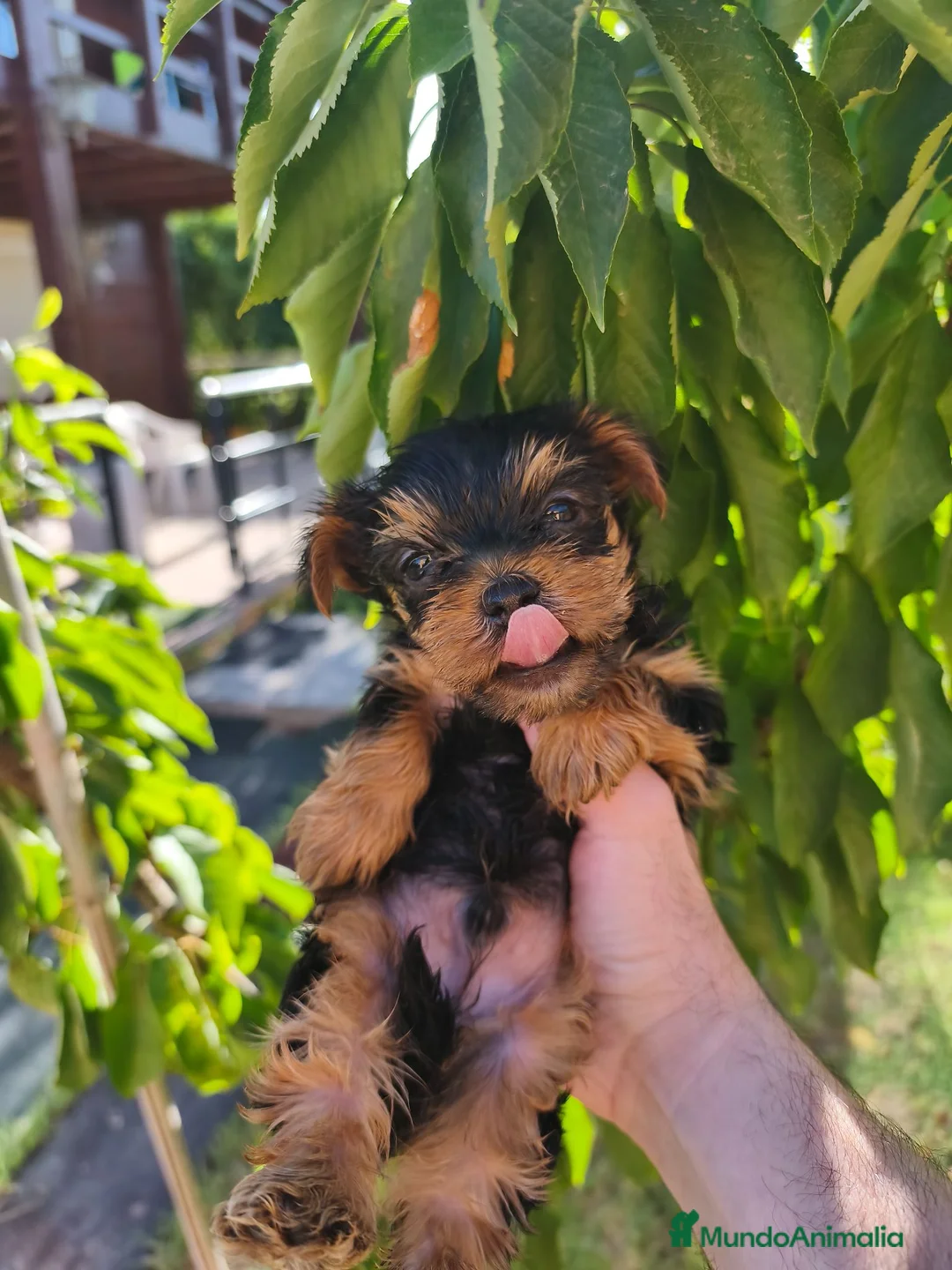 Yorkshire Terrier perros en venta: Preciosos cachorros de yorkshire  - Anuncio 1