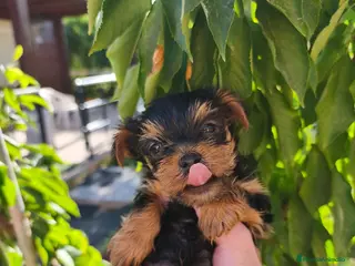 Yorkshire Terrier perros Preciosos cachorros de yorkshire - Anuncio 1