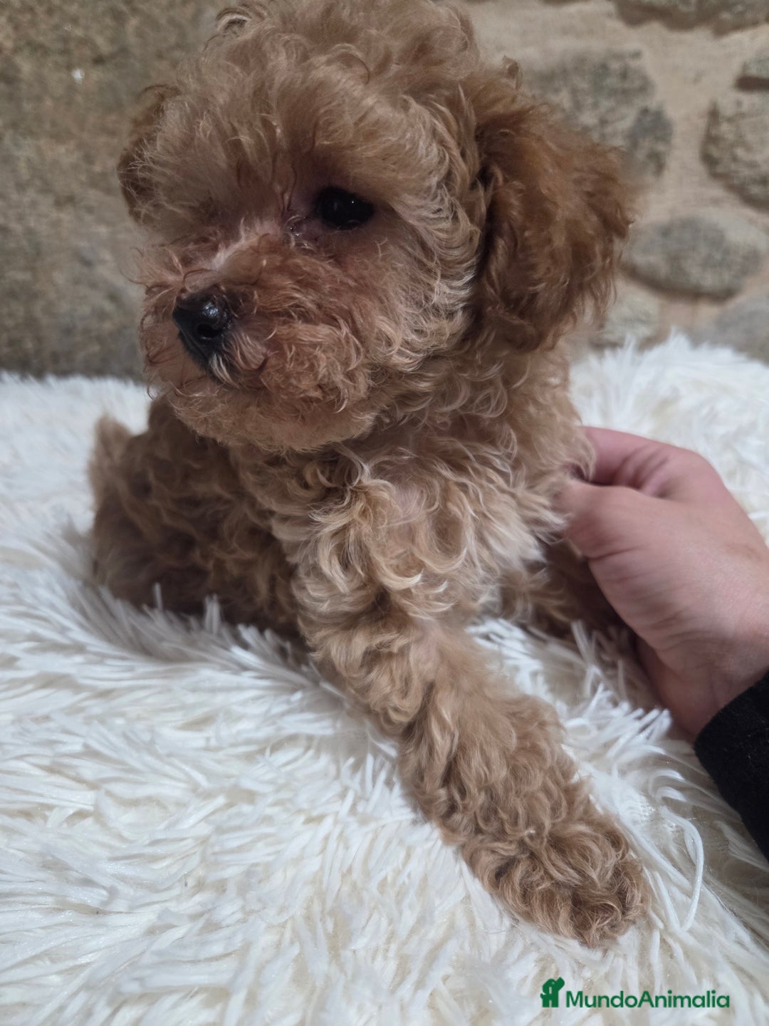 Caniche Toy perros en venta: Última cachorra disponible  - Anuncio 2