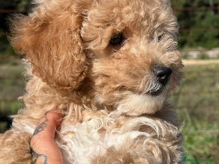 Maltipoo perros - Anuncio 2