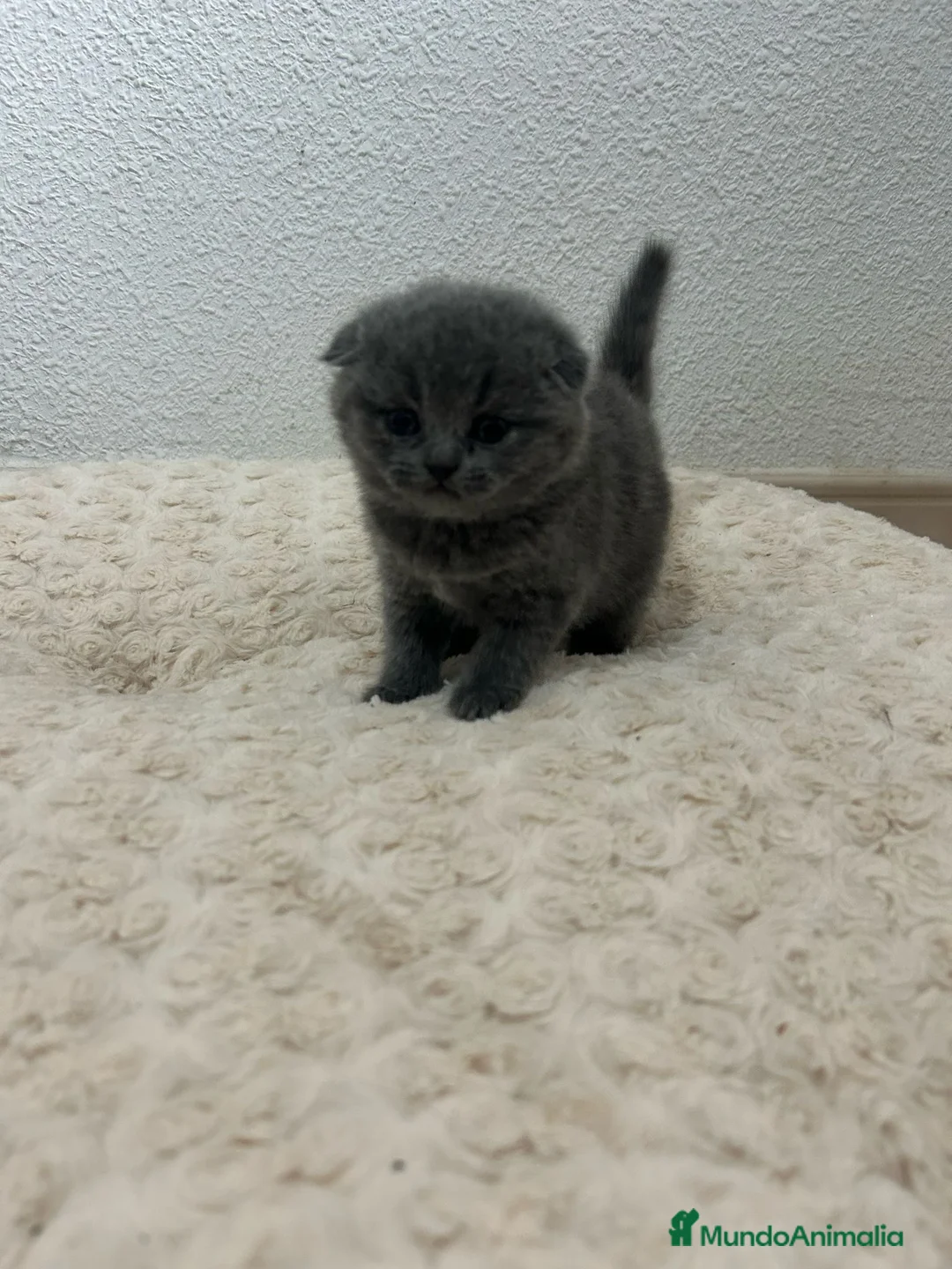 Scottish Fold gatos en venta: Increíbles Scottish fold en Madrid - Anuncio 1