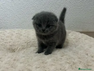 Scottish Fold gatos Increíbles Scottish fold - Anuncio 27