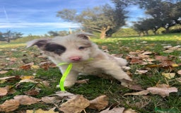 Border Collie perros en venta: Border collier  - Anuncio 7