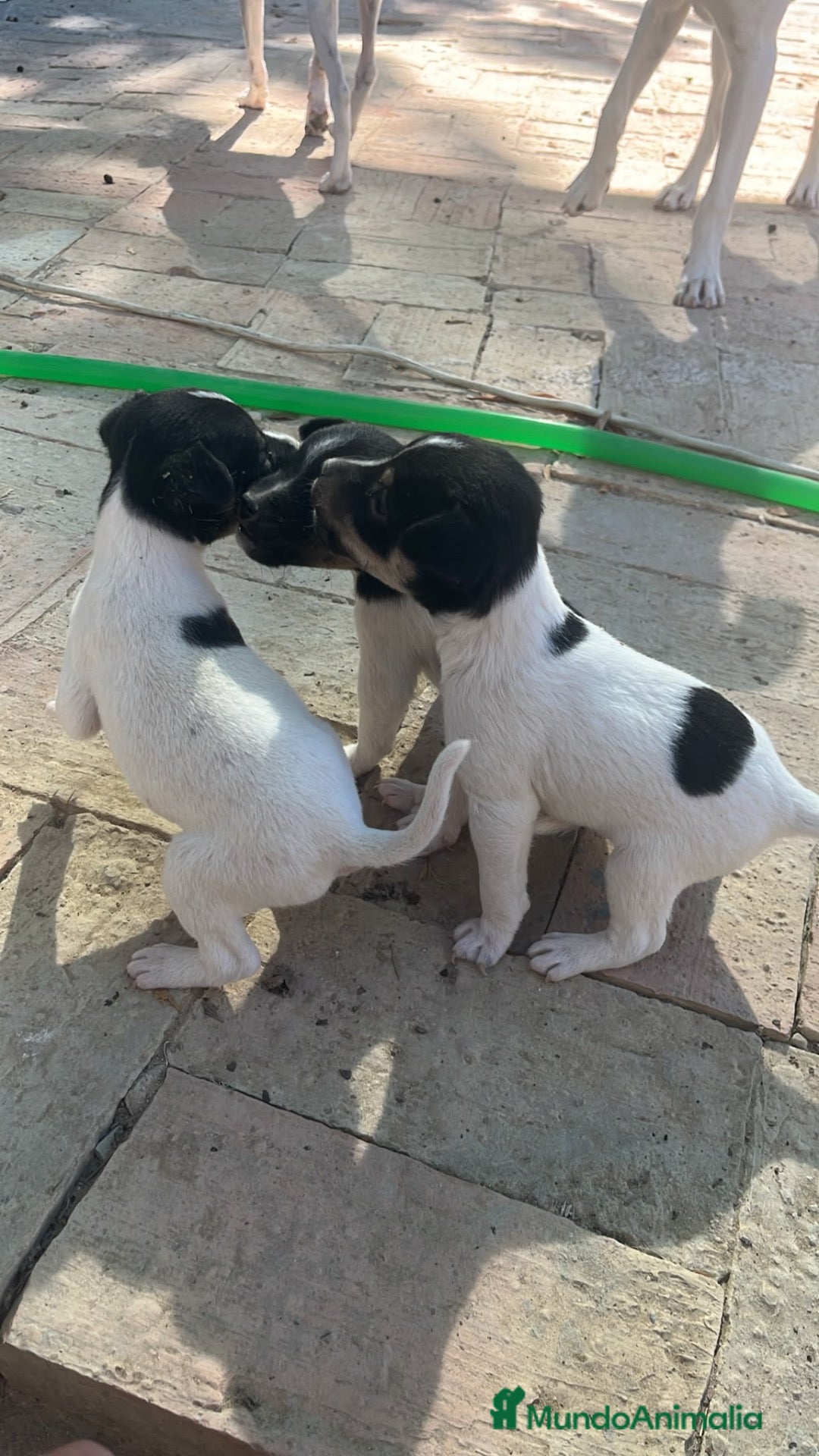 Dálmata perros Ultima perrita Dálmata disponible - Anuncio 32