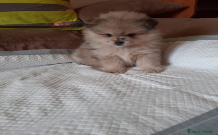 Pomerania perros Pomeranias merle - Anuncio 1