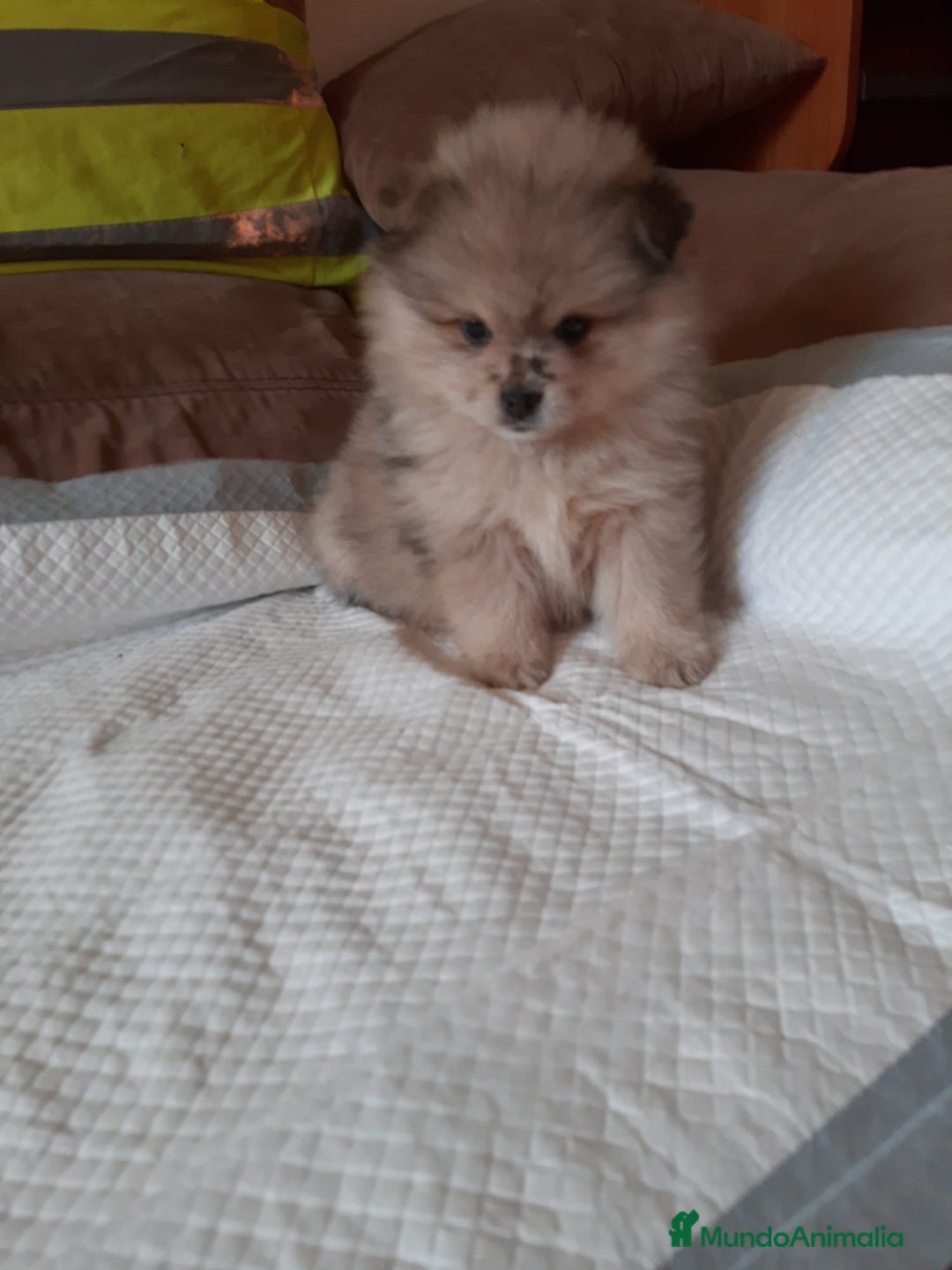 Pomerania perros en venta: Pomeranias merle - Anuncio 1