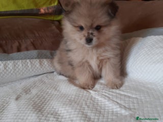 Pomerania perros Pomeranias merle - Anuncio 1