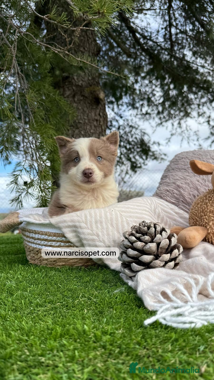 Border Collie perros VENTA BORDER COLLIE LILAC en Asturias - Anuncio 2