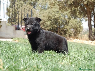 Pastor Alemán perros en Toledo - Anuncio 6